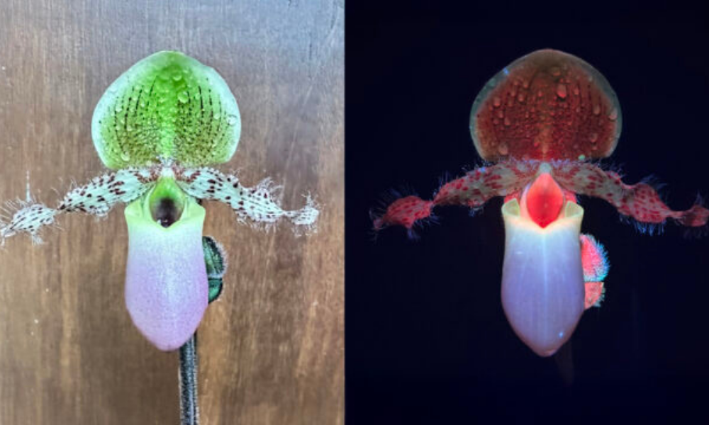 Pollinator-Friendly Botanical Art