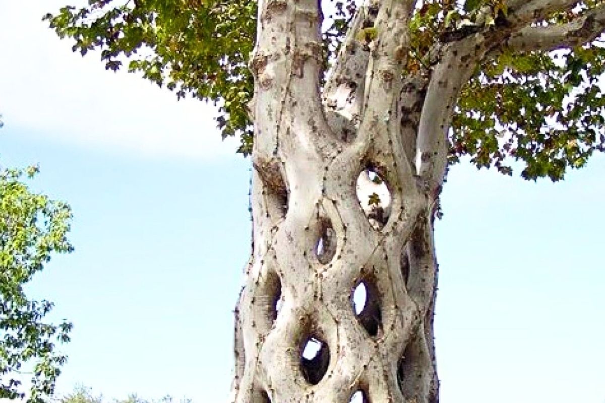 Meegroeien Elder Trees