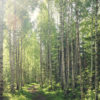 Finnish birch forest in summer