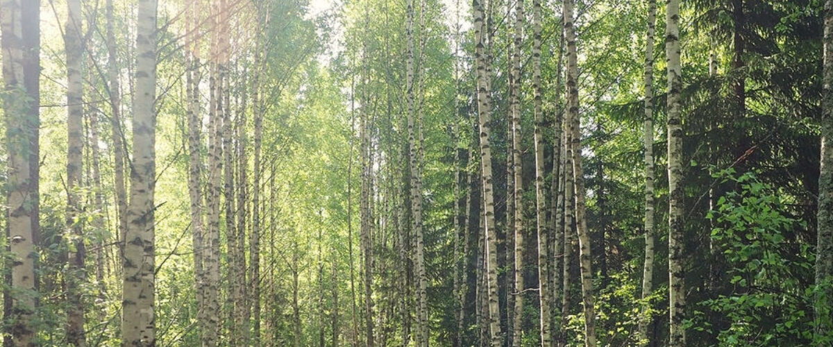 Finnish birch forest in summer