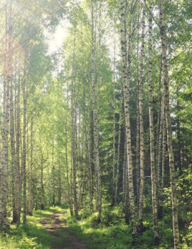 slow-Finland Finnish birch forest in summer