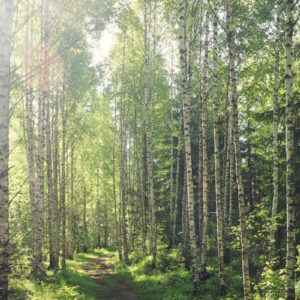 Finnish birch forest in summer