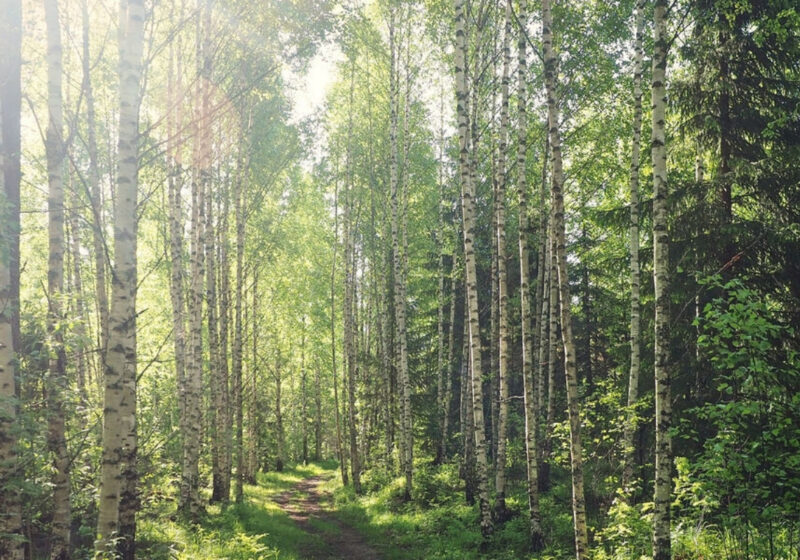 Finnish birch forest in summer