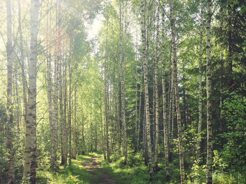 Finnish birch forest in summer