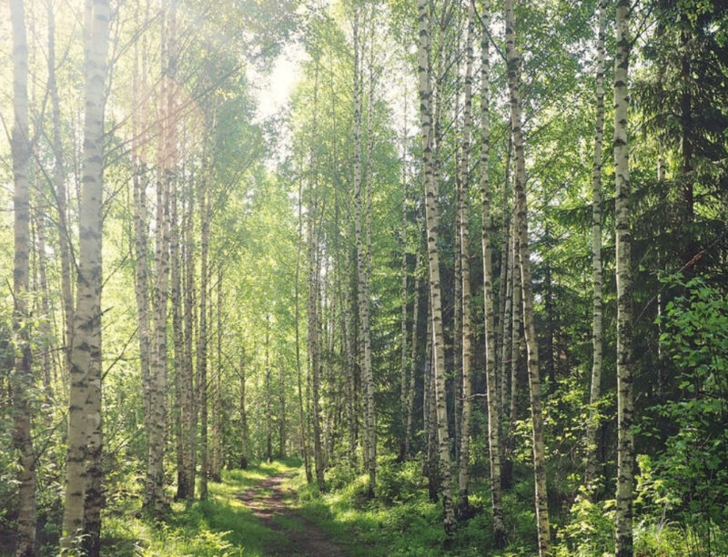 Finnish birch forest in summer