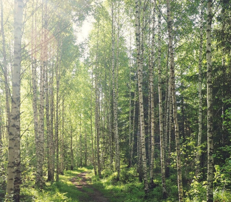 Finnish birch forest in summer