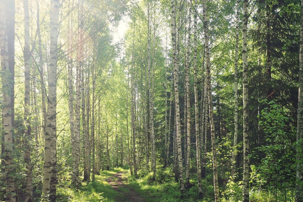 Finnish birch forest in summer